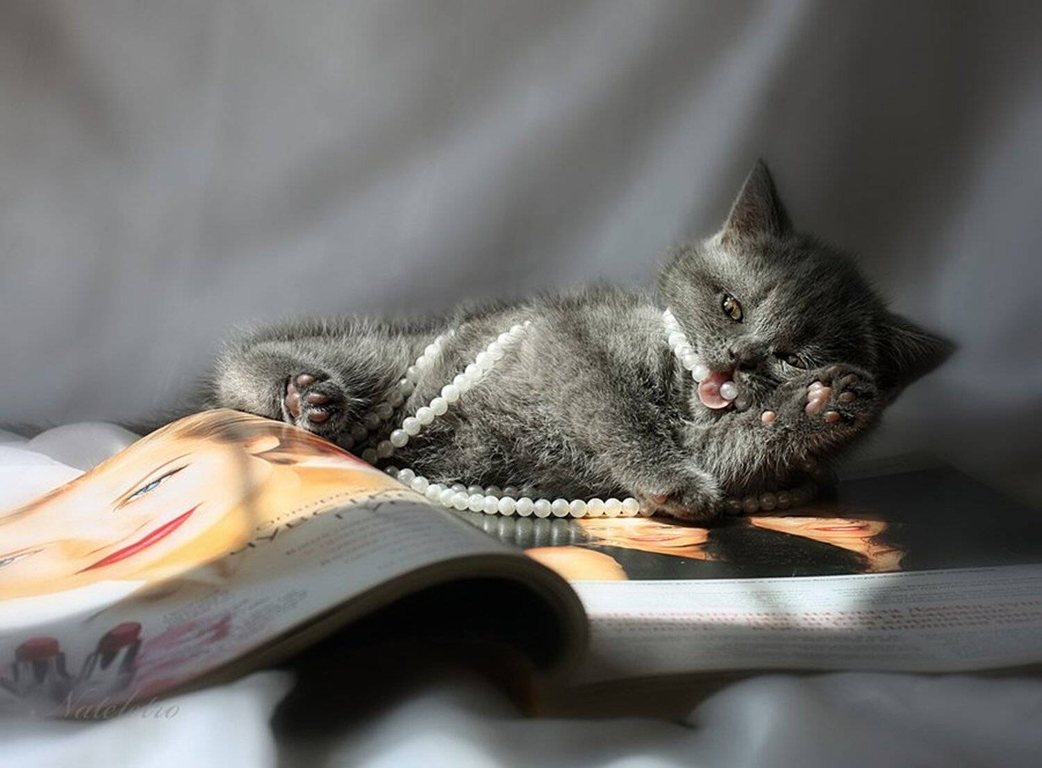 британский котёнок, бусы, журнал, улыбка, Nateletro