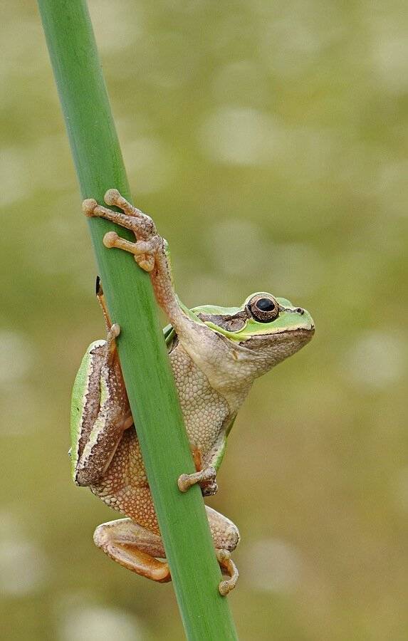 природа, лето, квакша обыкновенная, Наталья Дралова