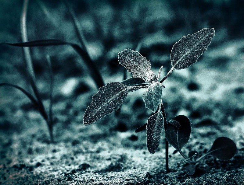 Флора фото превью