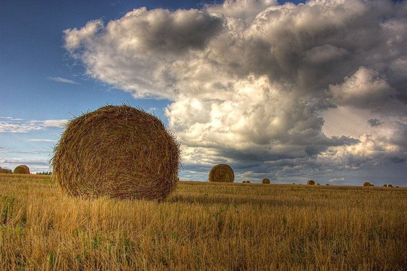сено, поле, осень покатились фото превью