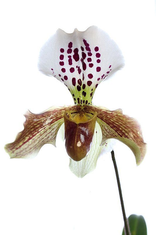 Орхидея Paphiopedilum hybrid фото превью