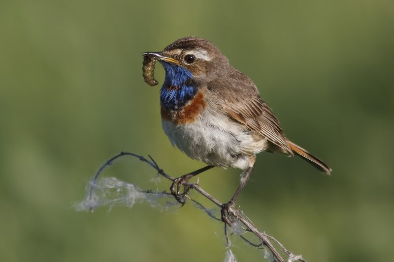 Варакушка *** фото превью