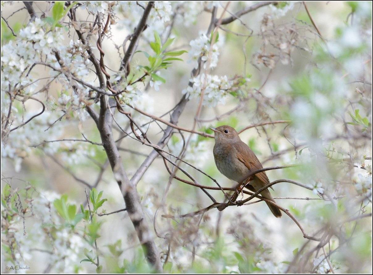 , Александр Чувилин