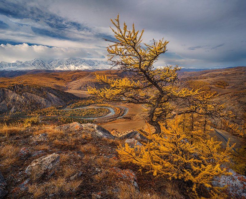 Алтайские этюды ...икебана номер два... фото превью