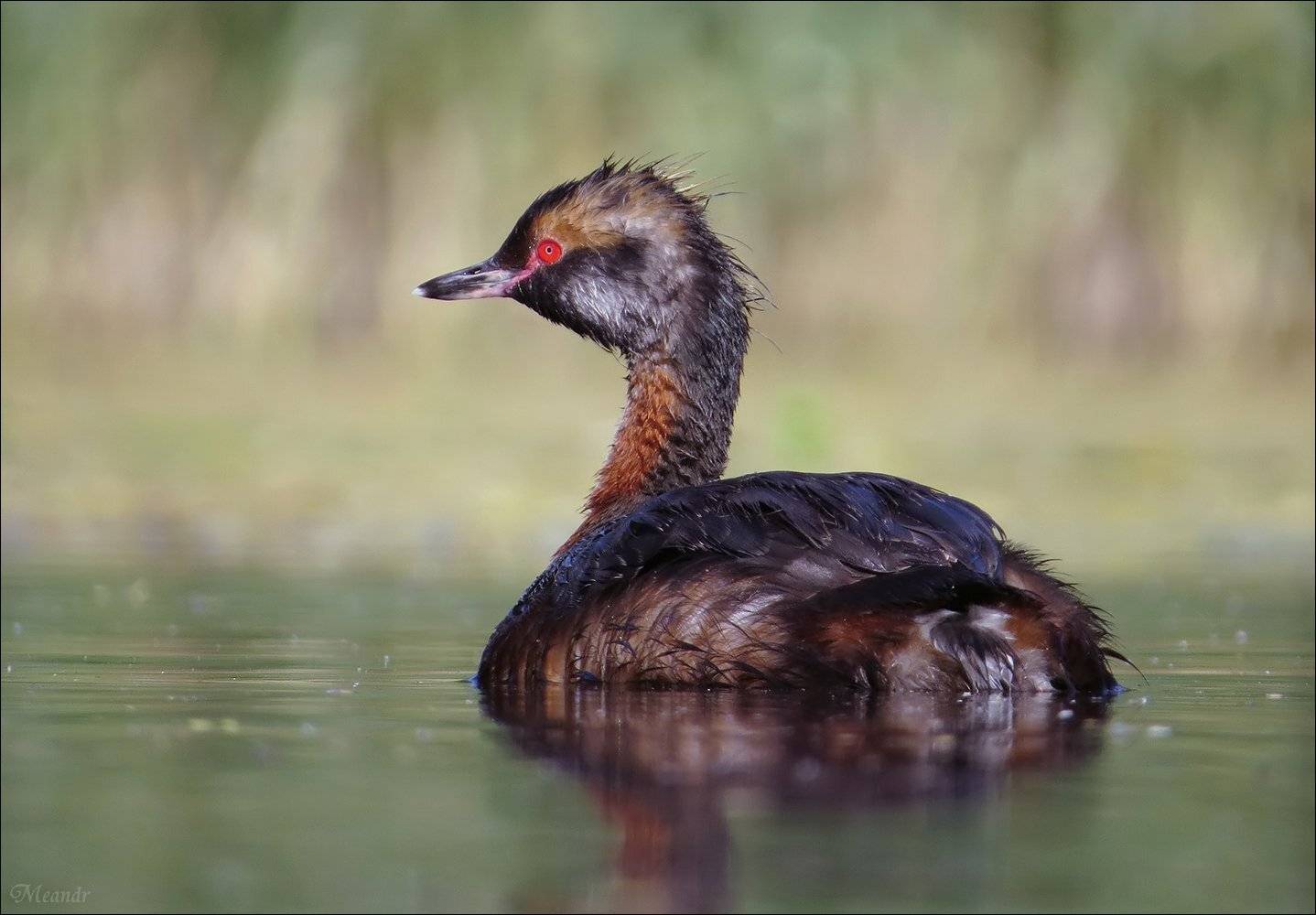 красношейная_поганка, Андрей Медведев