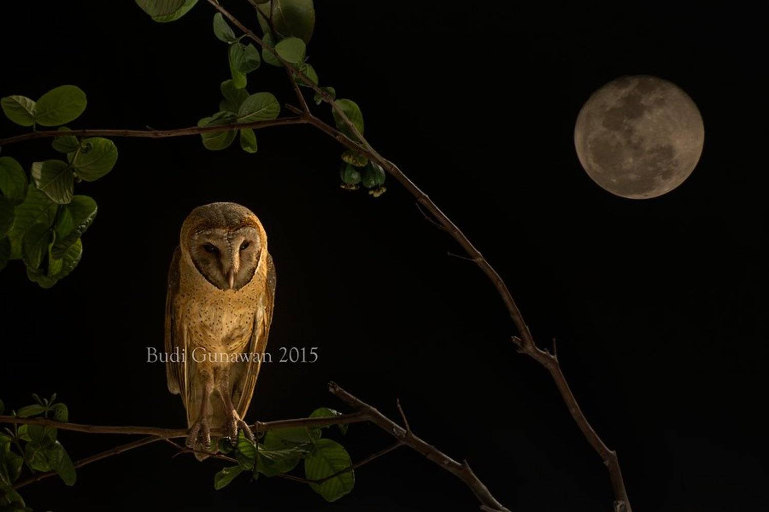 Animal, Barn Owl, Budi Gunawan