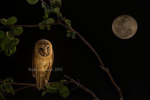 Night Hunter
