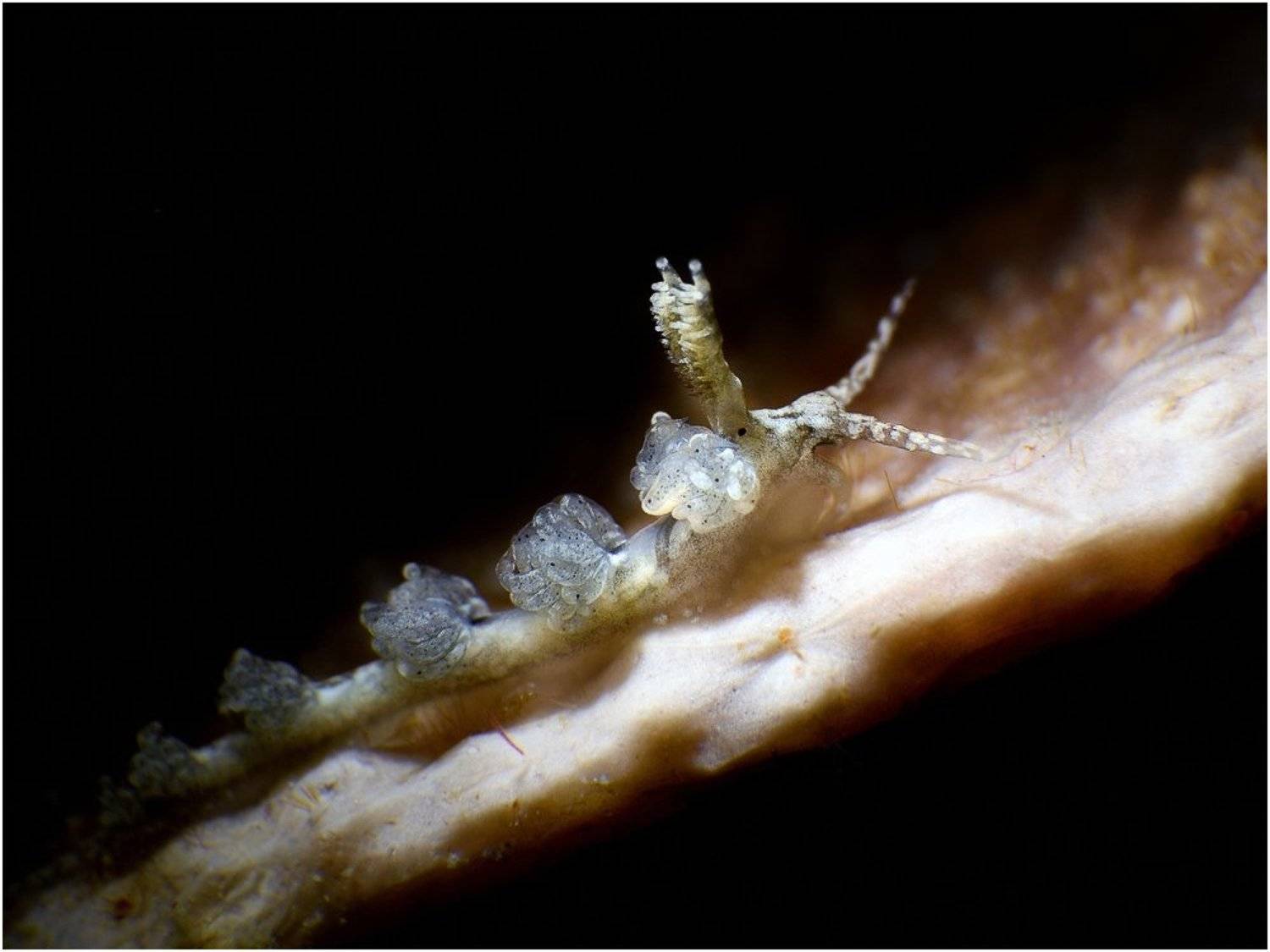 macro, diving, underwater, nudibranch, Unlis