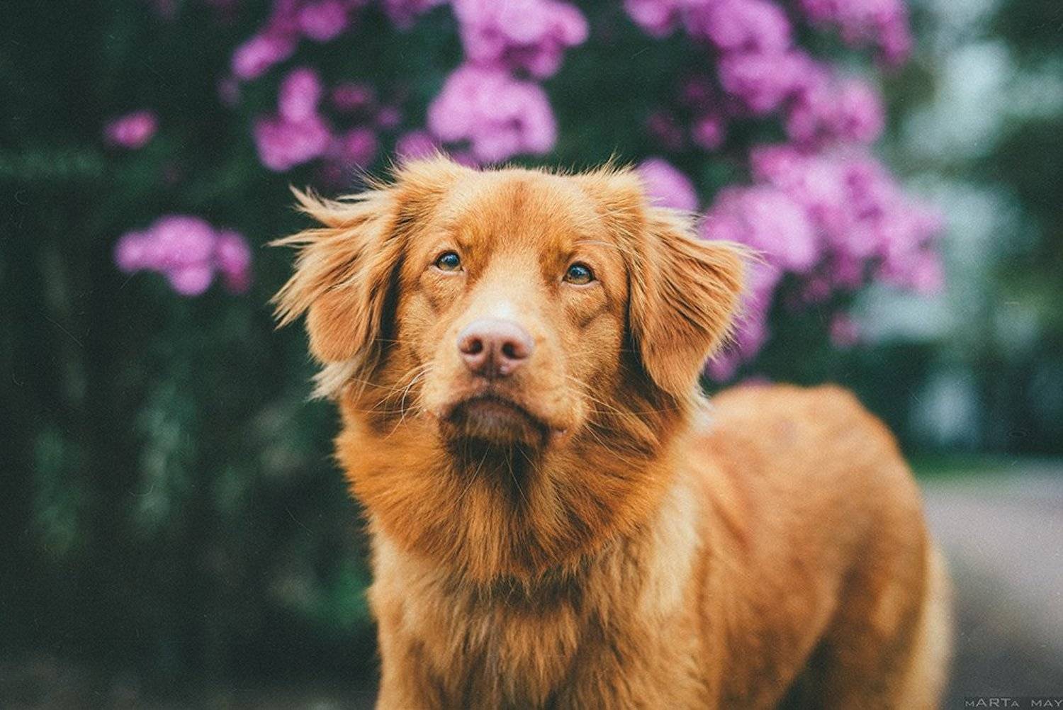 толлер, dog, red, рыжий, собака, Марта Май