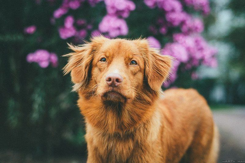 толлер, dog, red, рыжий, собака Толлер фото превью