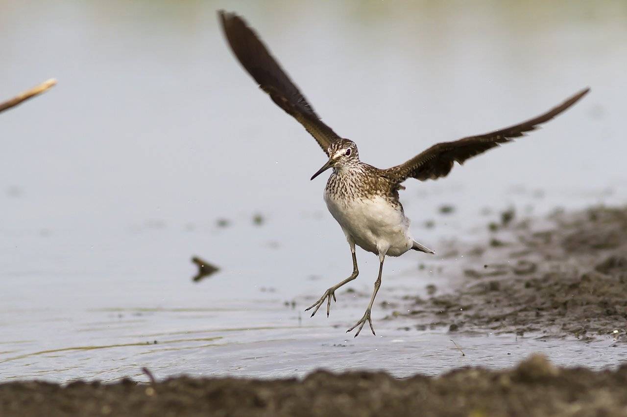 , Дмитрий Кугувалов