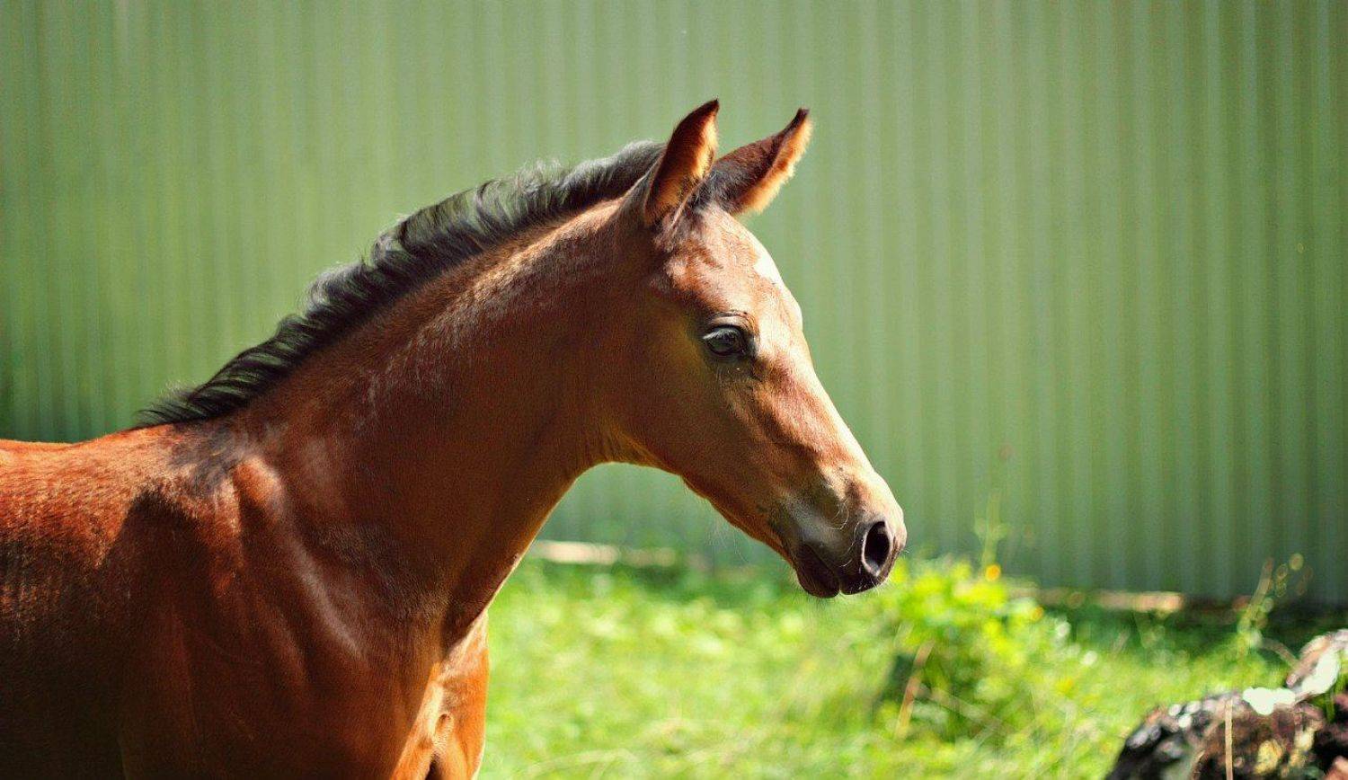 жеребенок, лошади,, Аксёнова Олеся
