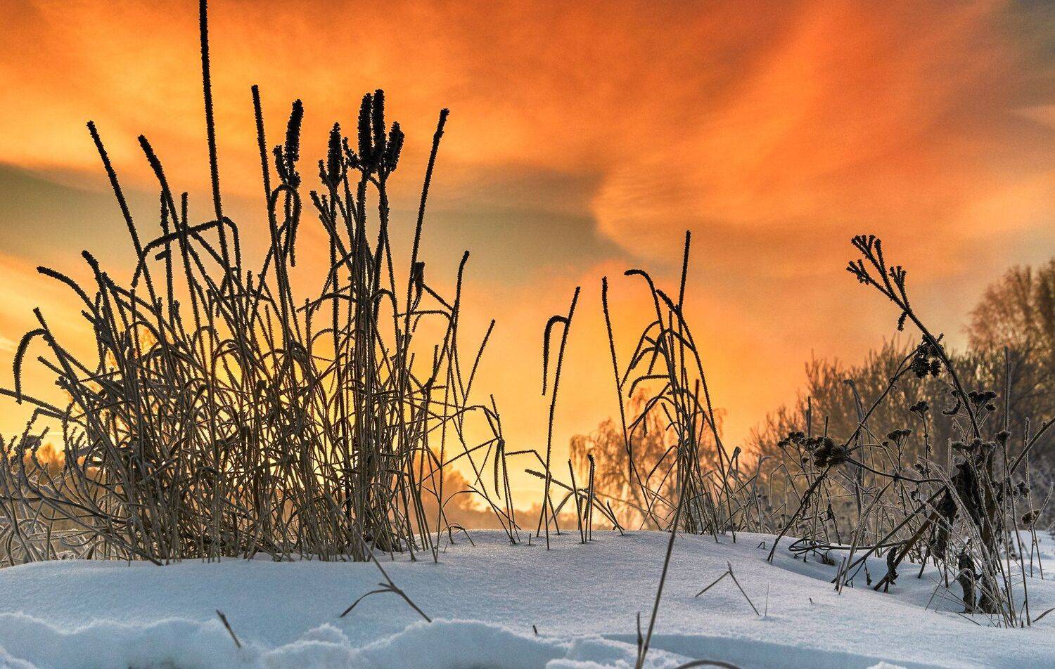 , Олег Богданов