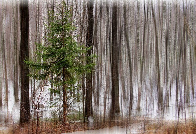 Деревья, Лес, Природа  времена года в лесу родилась ёлочка фото превью