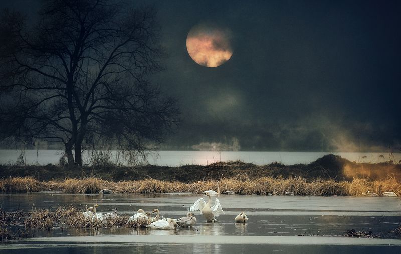 Swan Lake