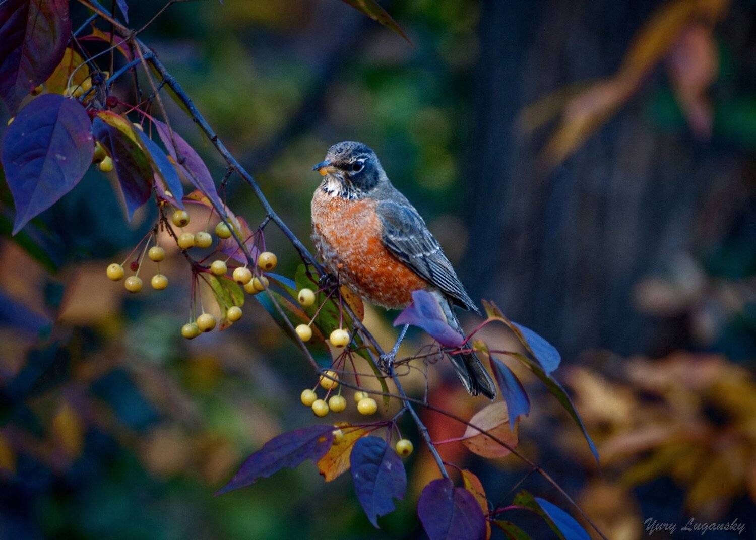 странствующий, дрозд, , , turdus, migratorius, , , american, robin, Юрий Луганский