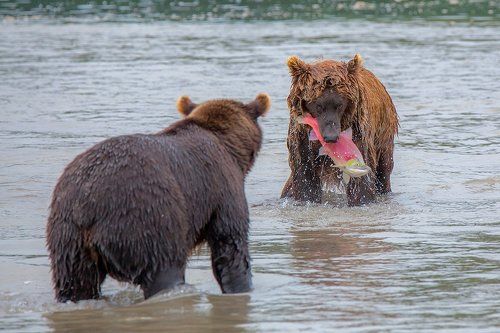Это мой лосось!!!