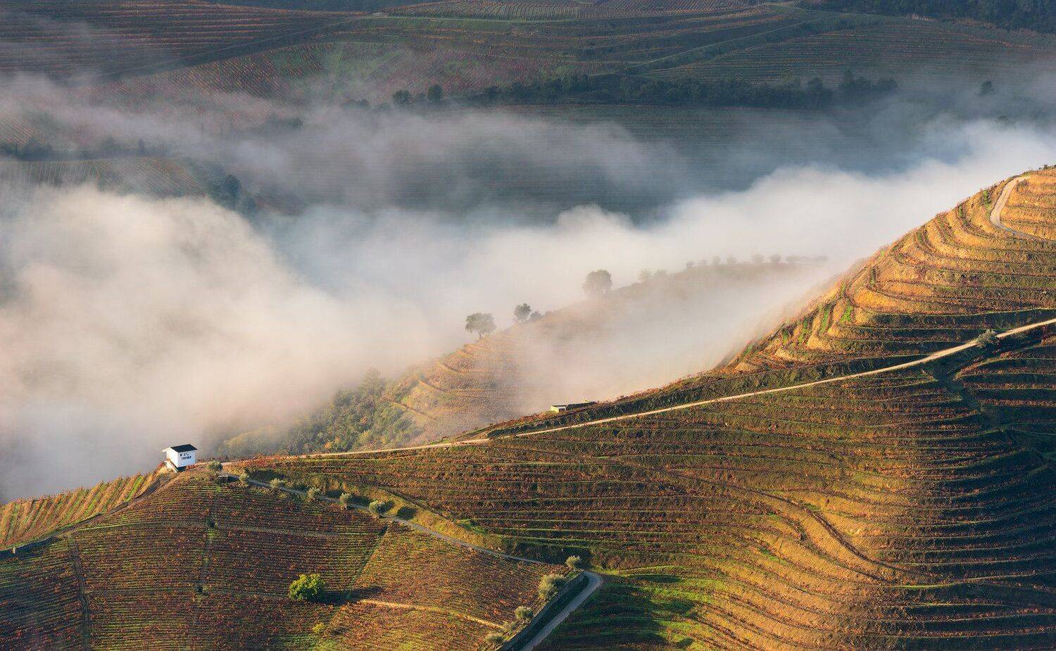 , Андрей Ведерников