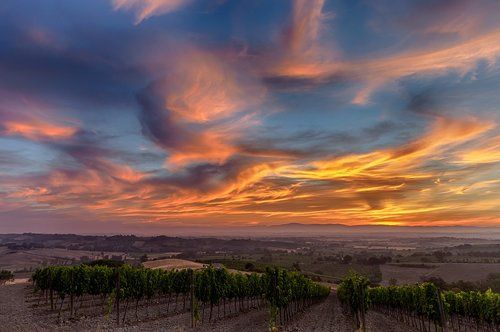 Утро на виноградниках Тосканы