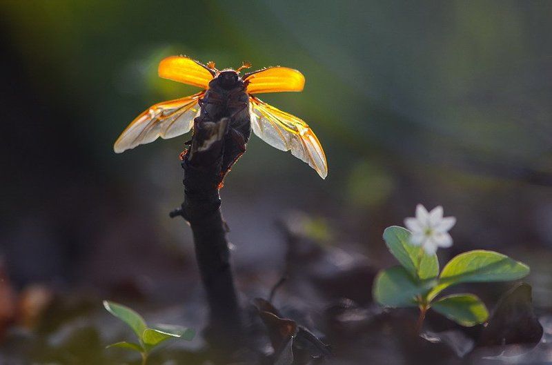 Орел – не маленькая птаха фото превью