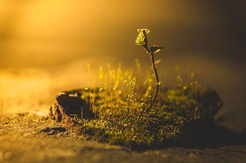 мох, росток, береза Островок фото превью