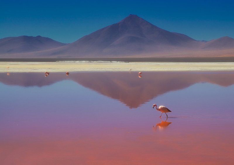 bolivia, боливия, mc о романтической нелюбви к розовому цвету.. фото превью