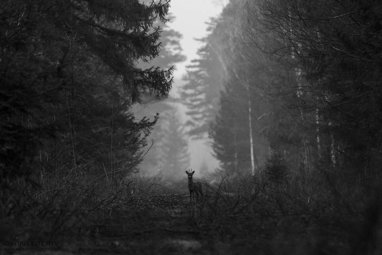 , Борис Белчев