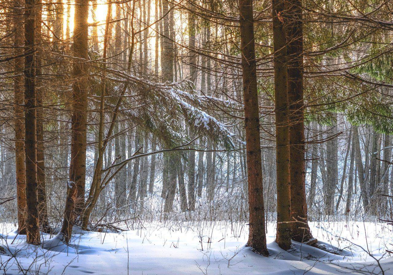 никон, Морозов Юрий