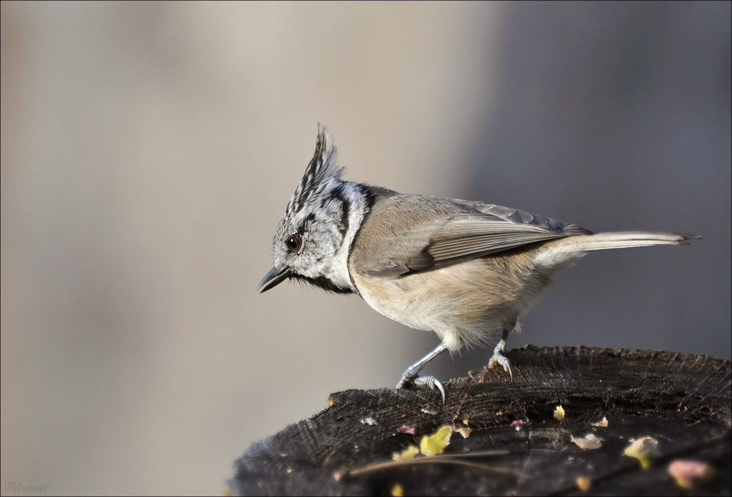 синица, гренадёрка, Андрей Медведев