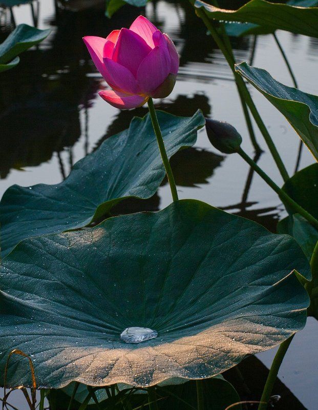 Роса. фото превью