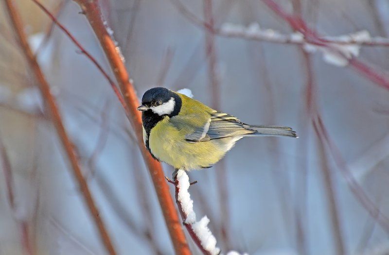 Синичка фото превью