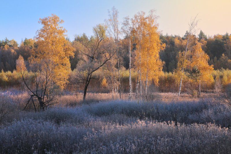 осень, подмосковье, природа, солнце, утро Осеннее утро фото превью