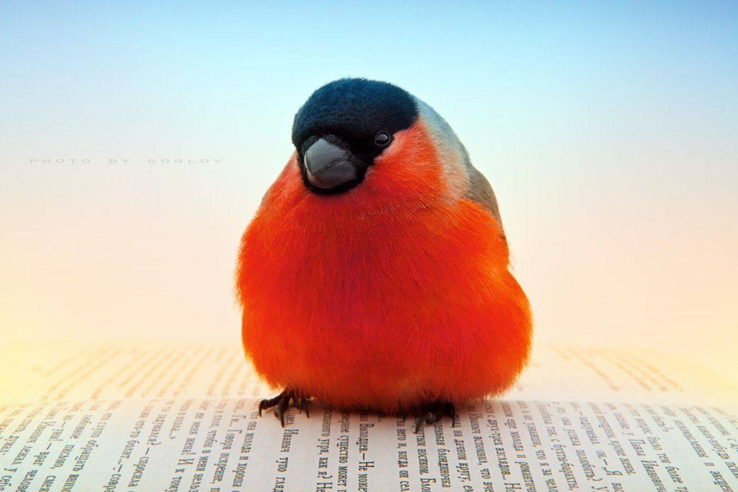 , Александр Горлов