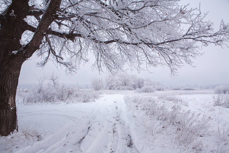 Морозным утром фото превью