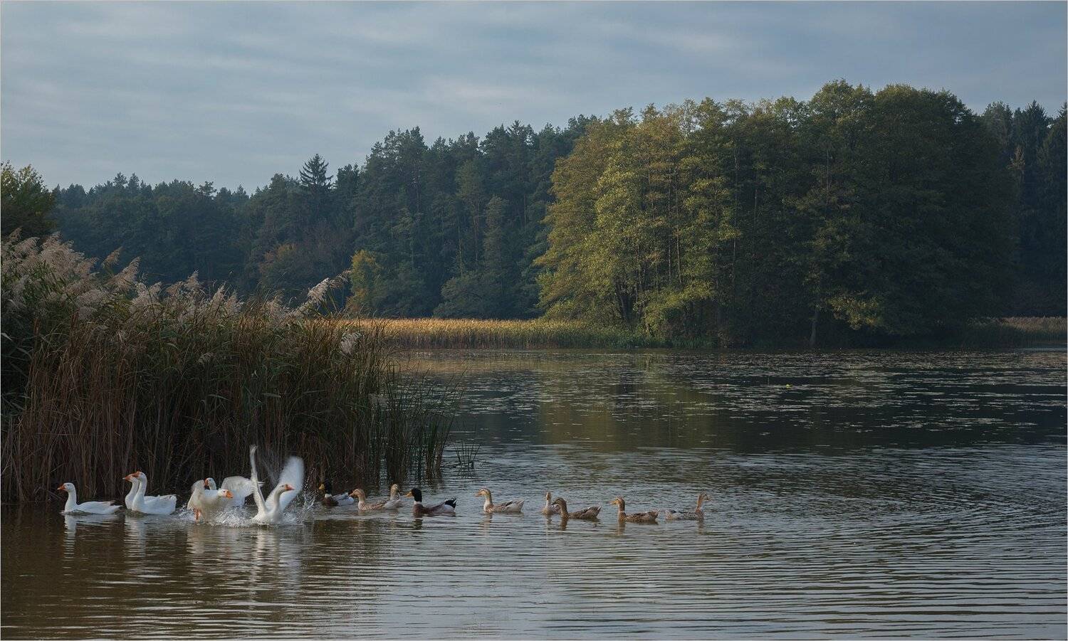 , Николай Шахманцир