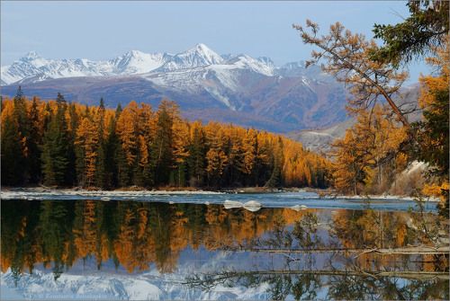 Аргут и Шенелю
