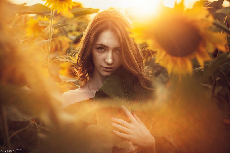 Sun, Sunset, Sunflovers Vika фото превью