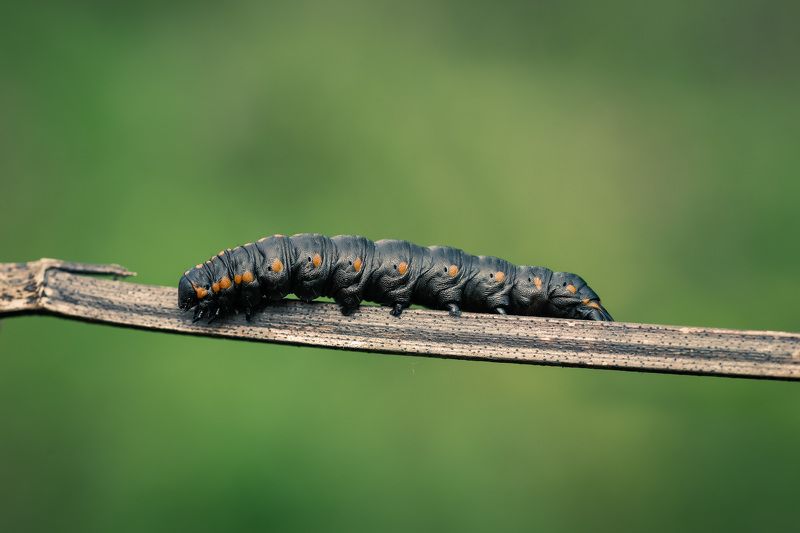 Кожаный фото превью