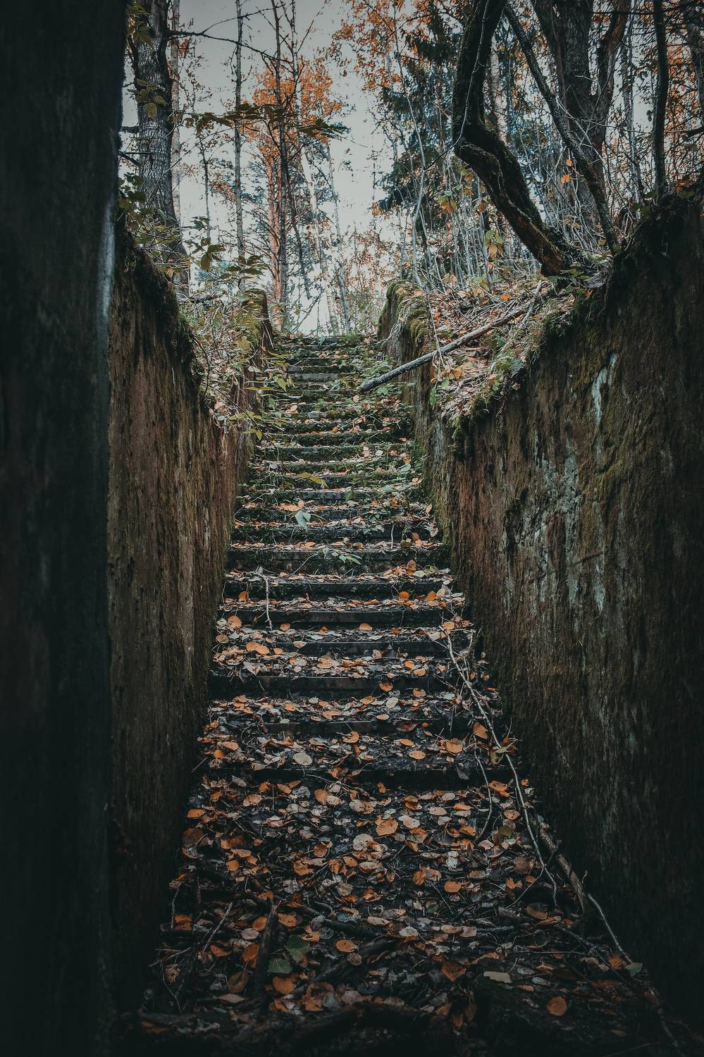 лес, лестница, деревья, бункер, ступеньки, осень, Владимир Кедров