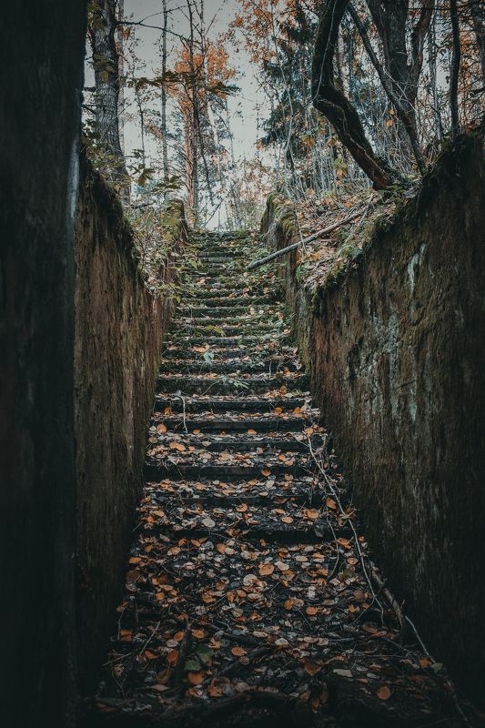 лес, лестница, деревья, бункер, ступеньки, осень лестница фото превью
