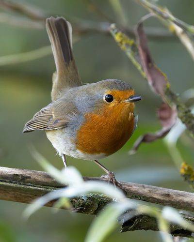 Зарянка. (Erithacus rubecula)