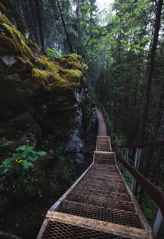 Лесными тропами фото превью