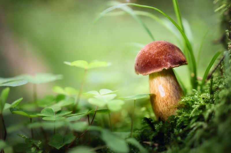 Грибок фото превью
