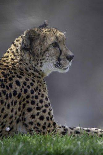 Cheetah