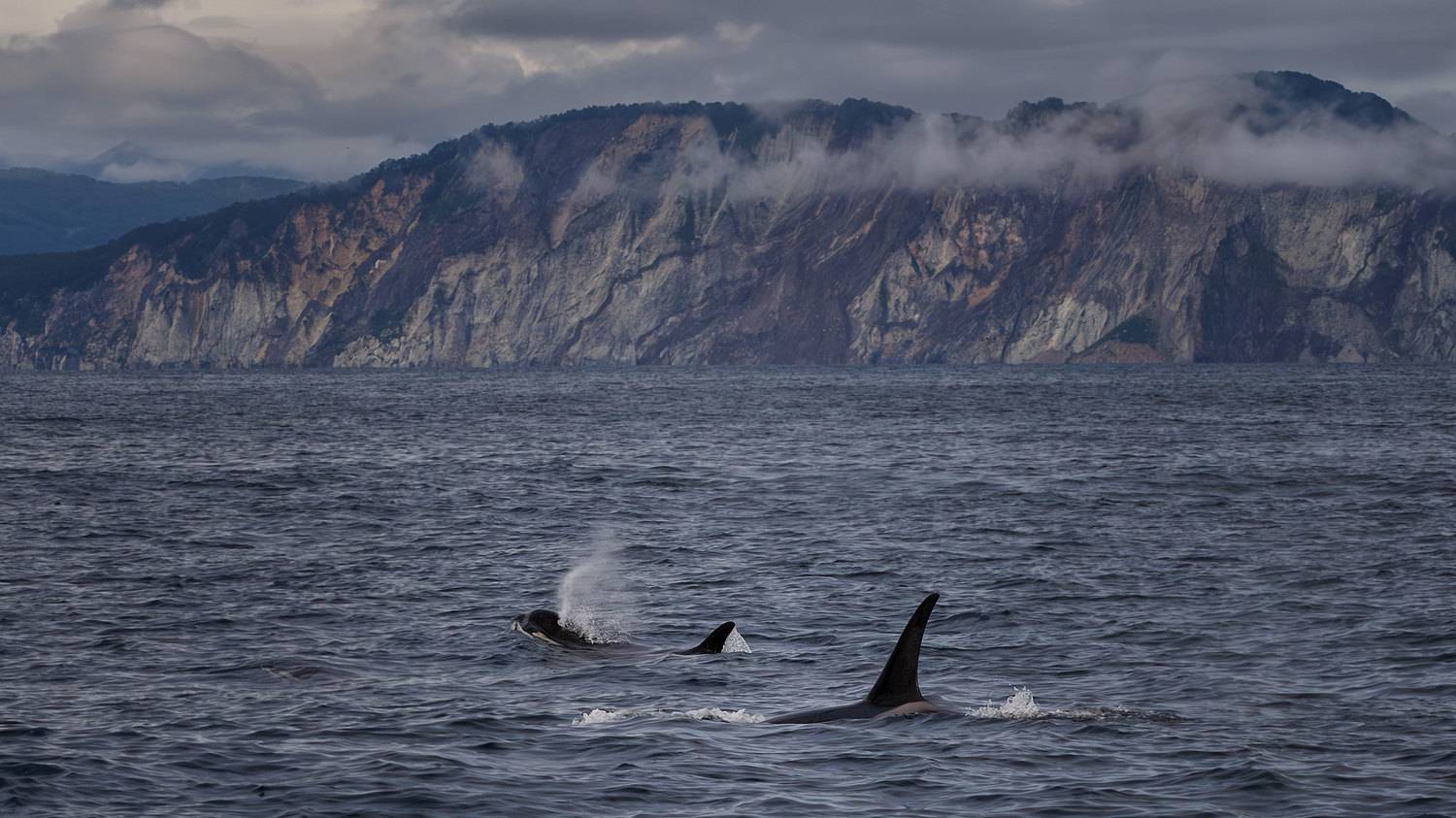 косатки, камчатка, тихий океан, Морозов Сергей
