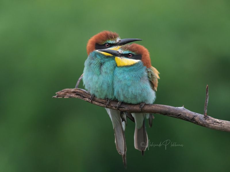 щурки Рядышком фото превью