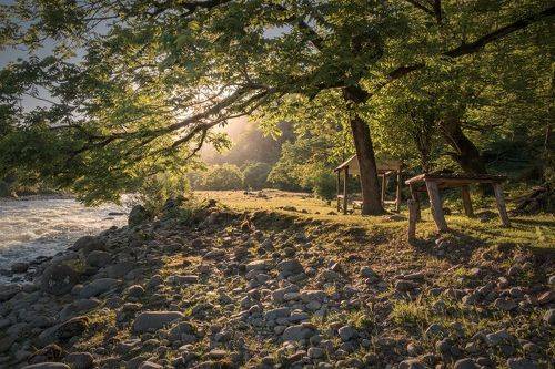 Hazel Tree By The River