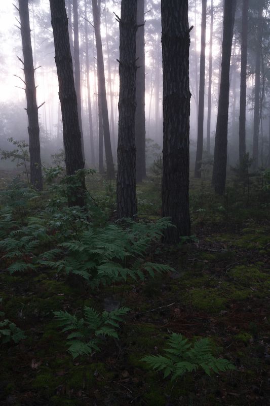 В утреннем лесу фото превью