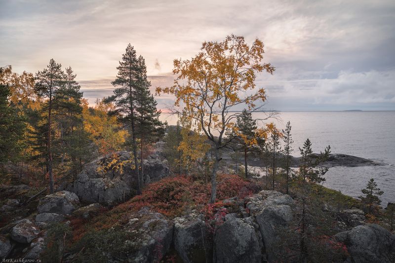 ладога, ладожские шхеры, карелия, сортавала, северное приладожье, скалистые острова, сосны, сельги, редколесье, золотая осень, природа карелии \