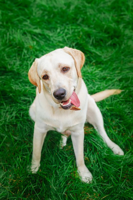 Алькор фото превью